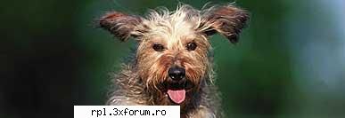 pentru unii oameni, animalele de companie fac parte din viaţa de zi cu zi. aceia dintre dv.