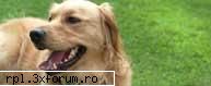 cei ani din pentru a animale şi petrec ore şir toaleta şi pentru a impresiona juriul