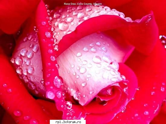 un trandafir pt galerie wallpapers