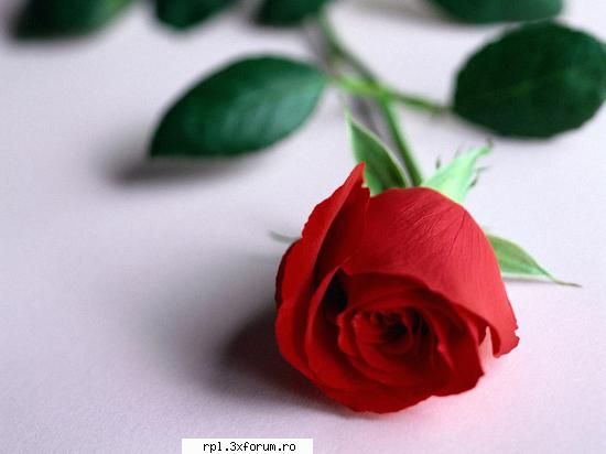 galerie wallpapers sau asa