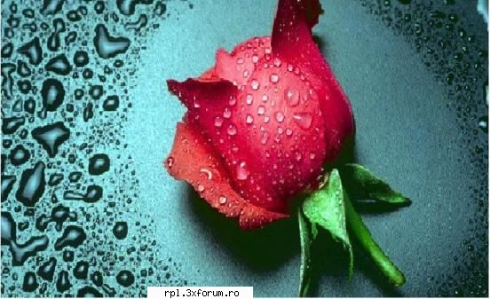 galerie wallpapers daca tot sunt moda unul