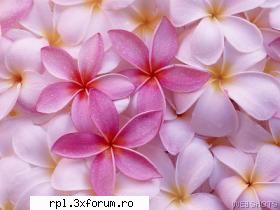 galerie wallpapers inka cateva cine prefera