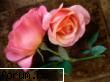 galerie wallpapers